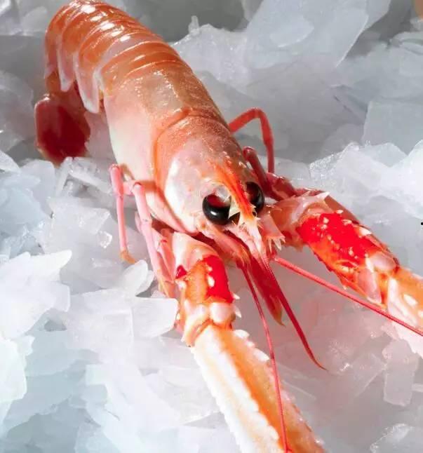 國產(chǎn)海鰲蝦捕撈視頻,海洋豐收的生動(dòng)寫(xiě)照